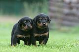 BEAUCERON - PUPPIES 378